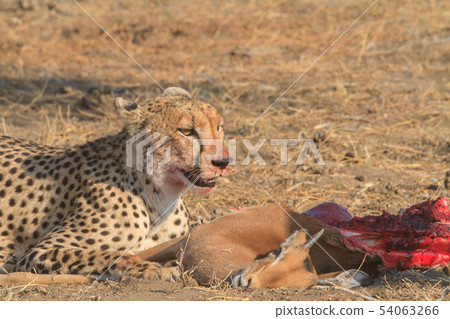 Cheetah meal 54063266