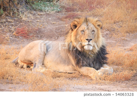 Rest of the king of beasts Rest of the king of beasts 54063328