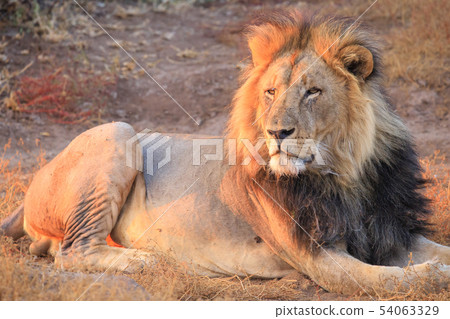 Rest of the king of beasts Rest of the king of beasts 54063329