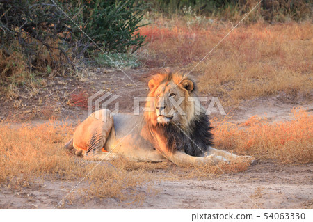 Rest of the king of beasts Rest of the king of beasts 54063330