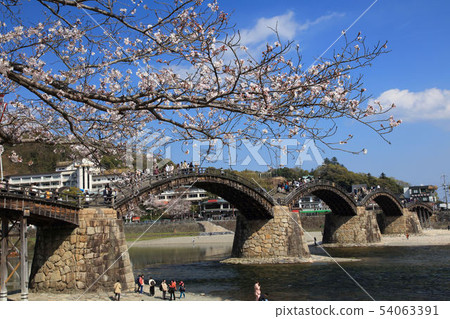 Kintai bridge in spring 54063391