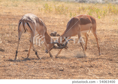 Impala male fight 54063400
