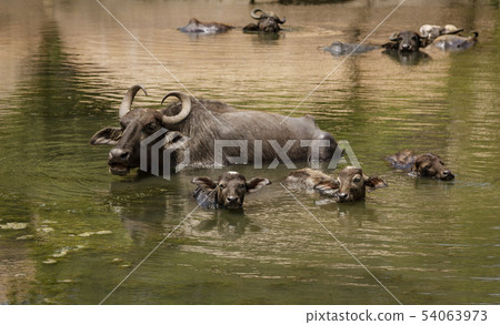 Water Buffalo Mother and Calves Lie in Deep Water Water Buffalo Mother and Calves Lie in Deep Water 54063973
