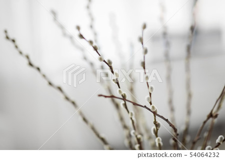 close up of pussy willow branches indoors 54064232