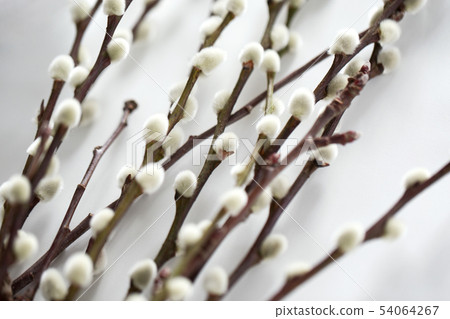 close up of pussy willow branches on white close up of pussy willow branches on white 54064267