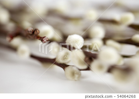 close up of pussy willow branches on white 54064268