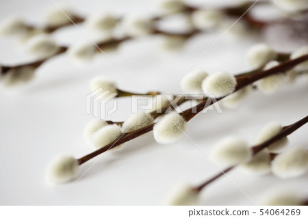 close up of pussy willow branches on white 54064269