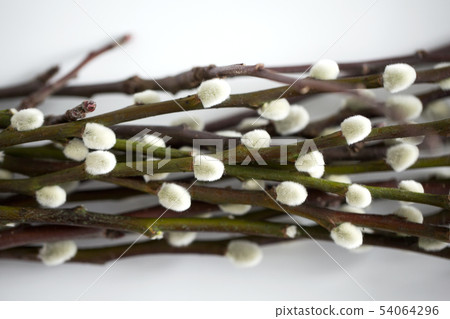 close up of pussy willow branches on white 54064296