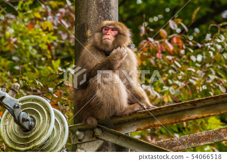 Endemic Japanese macaque wild Japanese macaque 54066518