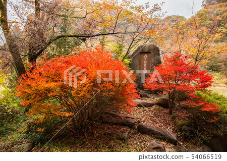 Usui Pass in Autumn, Enkianthus perulatus in Autumn Leaves 54066519