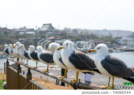 [赤森縣八戶市鹿島縣]靜cat的海貓 54066544