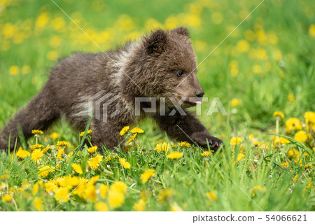 Brown bear cub playing on the summer field Brown bear cub playing on the summer field 54066621
