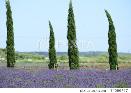 lavender lavender 54066727