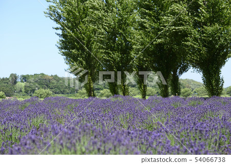 lavender lavender 54066738