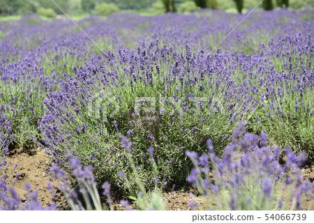 lavender lavender 54066739