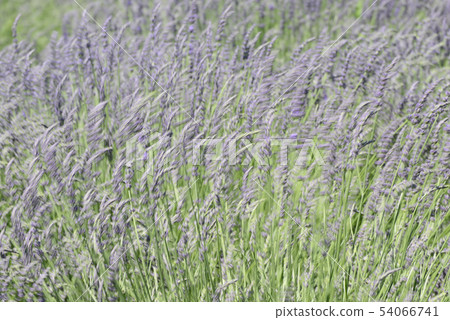 lavender lavender 54066741