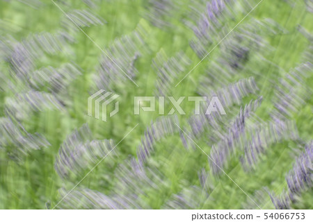 lavender lavender 54066753