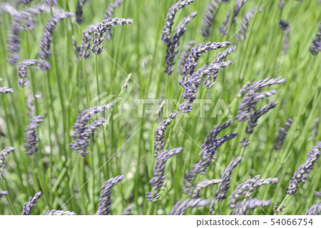 lavender lavender 54066754