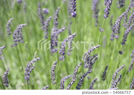 lavender lavender 54066757