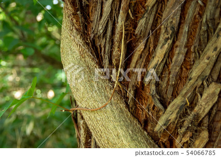 A strangling plant that bites into a cedar tree 54066785