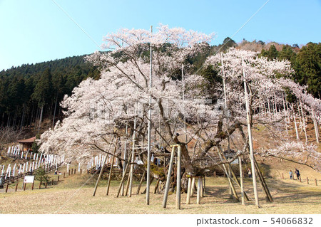 Awasumisakura 54066832