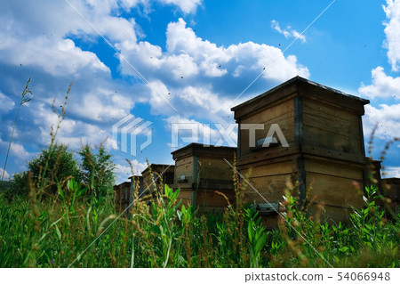 Apiary. A beehive from a tree stands on an apiary. The houses of the bees are placed on the green 54066948