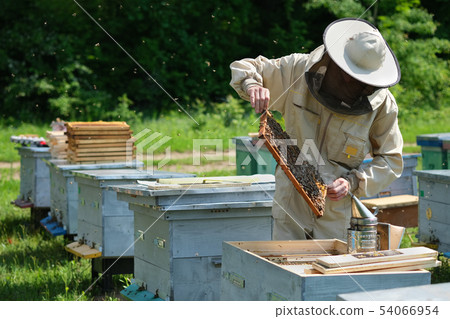 Beekeeper inspecting honeycomb frame at apiary at the summer day. Man working in apiary. Apiculture Beekeeper inspecting honeycomb frame at apiary at the summer day. Man working in apiary. Apiculture 54066954