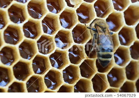 Macro photo working bee on honeycells. Concept of beekeeping. 54067029