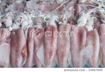fresh squids 54067090