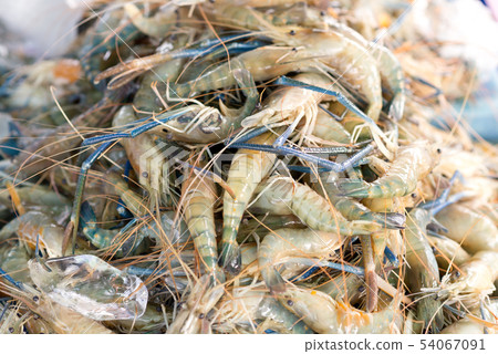fresh shrimps 54067091