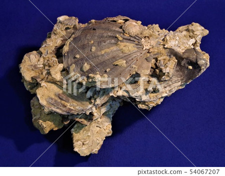 Scallop fossil 54067207