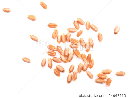 wheat grain 54067313