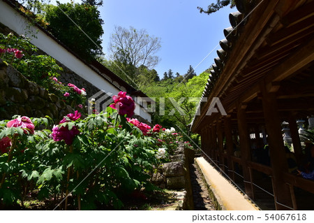 哈斯神廟 54067618