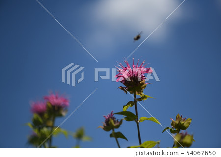 Thai tallow tree Thai tallow tree 54067650