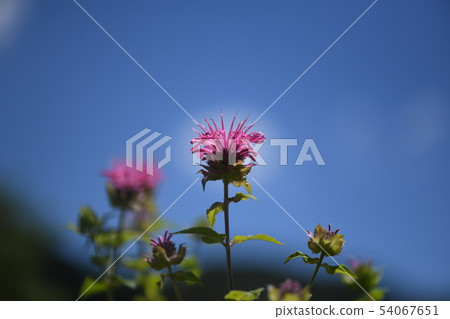 Thai tallow tree Thai tallow tree 54067651