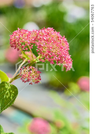 Hydrangea (Pink Anabelle) 54067763