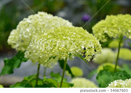 繡球花（安娜貝爾） 54067803