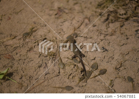 蠑螈和蝌蚪 蠑螈和蝌蚪 54067881