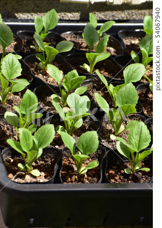 Aster pot seedlings Aster pot seedlings 54067940