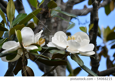 泰山樹花 54068215
