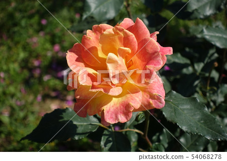 Rose orange x red 54068278