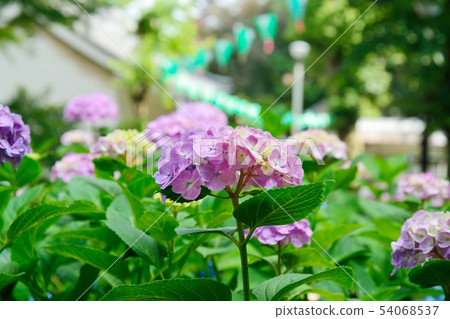 Hydrangea Festival (Hakusan Shrine & Hakusan Park) 54068537