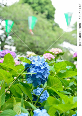 繡球節（白山神社和白山公園） 54068538