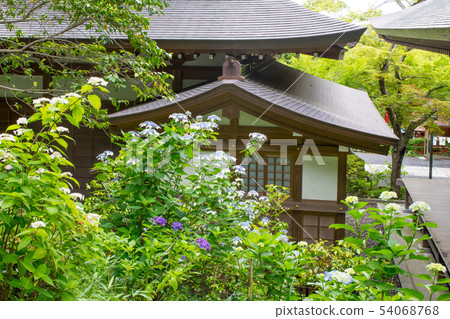 Scenery of Takano Fudoson Ajisai Festival in Hino City, Tokyo Scenery of Takano Fudoson Ajisai Festival in Hino City, Tokyo 54068768