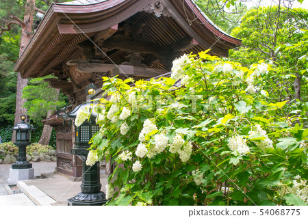 Scenery of Takano Fudoson Ajisai Festival in Hino City, Tokyo Scenery of Takano Fudoson Ajisai Festival in Hino City, Tokyo 54068775