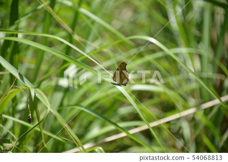 淡黃色的羽毛 54068813