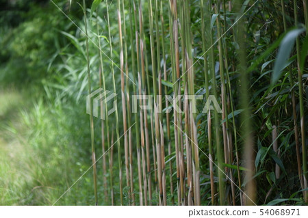 Young Yatake Young Yatake 54068971