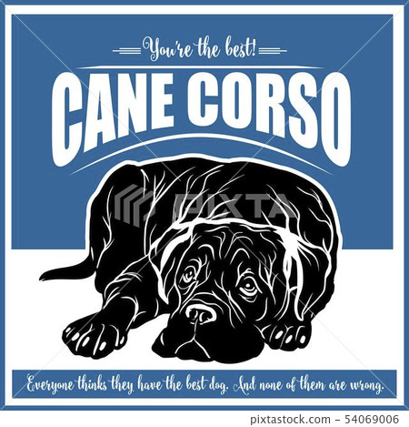 Cane Corso - vector illustration for t-shirt, logo and template badges Cane Corso - vector illustration for t-shirt, logo and template badges 54069006