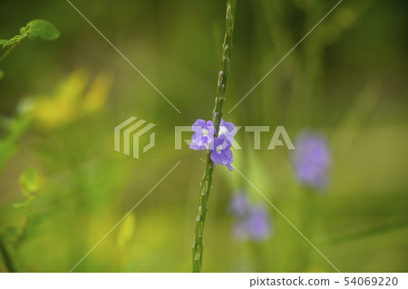 Close up Brazilian Tea flower on branch with blur Close up Brazilian Tea flower on branch with blur 54069220