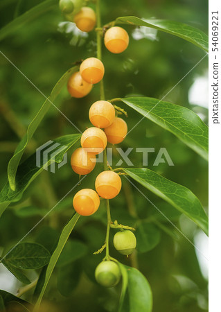 Fruit of Olax psittacorum plant on branch. Fruit of Olax psittacorum plant on branch. 54069221